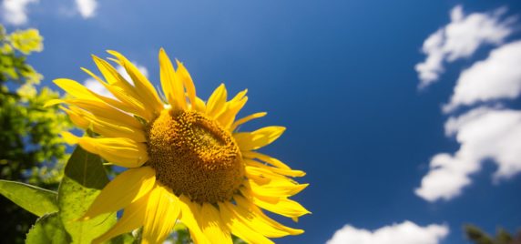 Sunflower image daytime