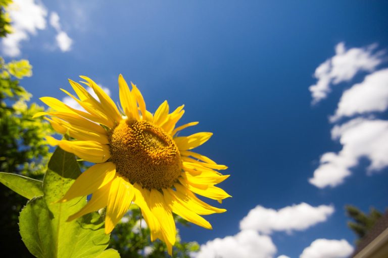 Sunflower image daytime